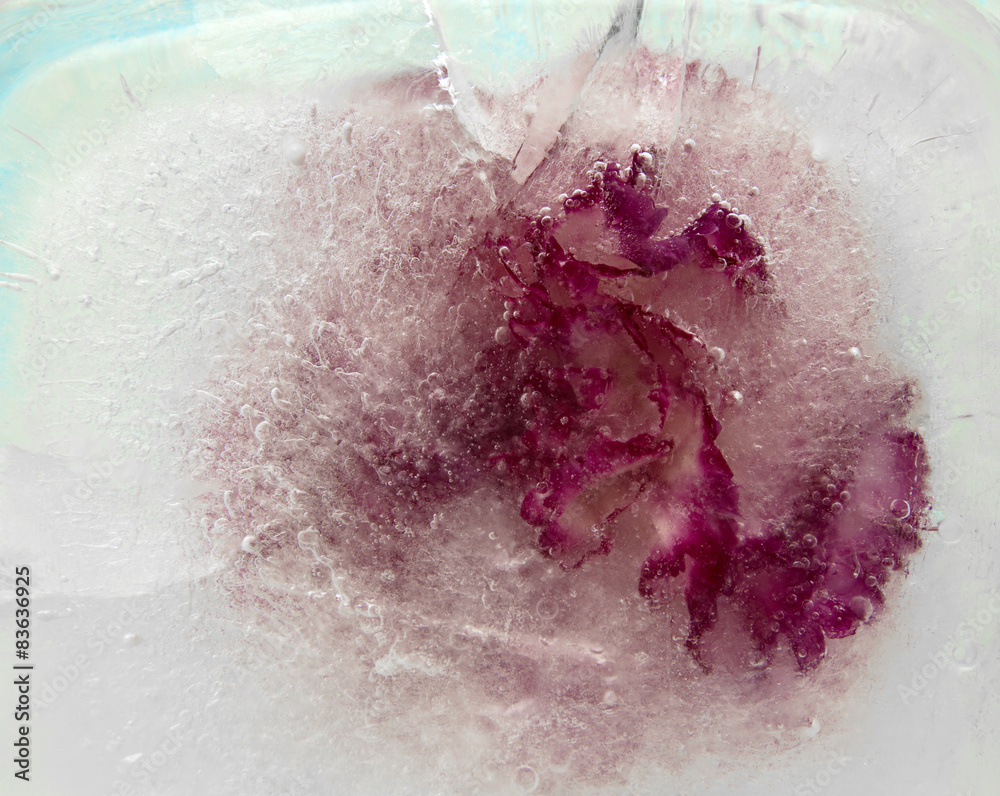 Fototapeta premium frozen flora