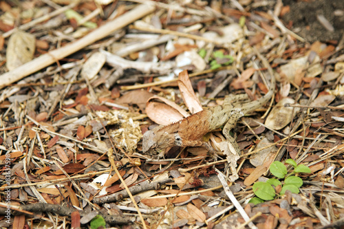 Reptile on the grass and leaves 