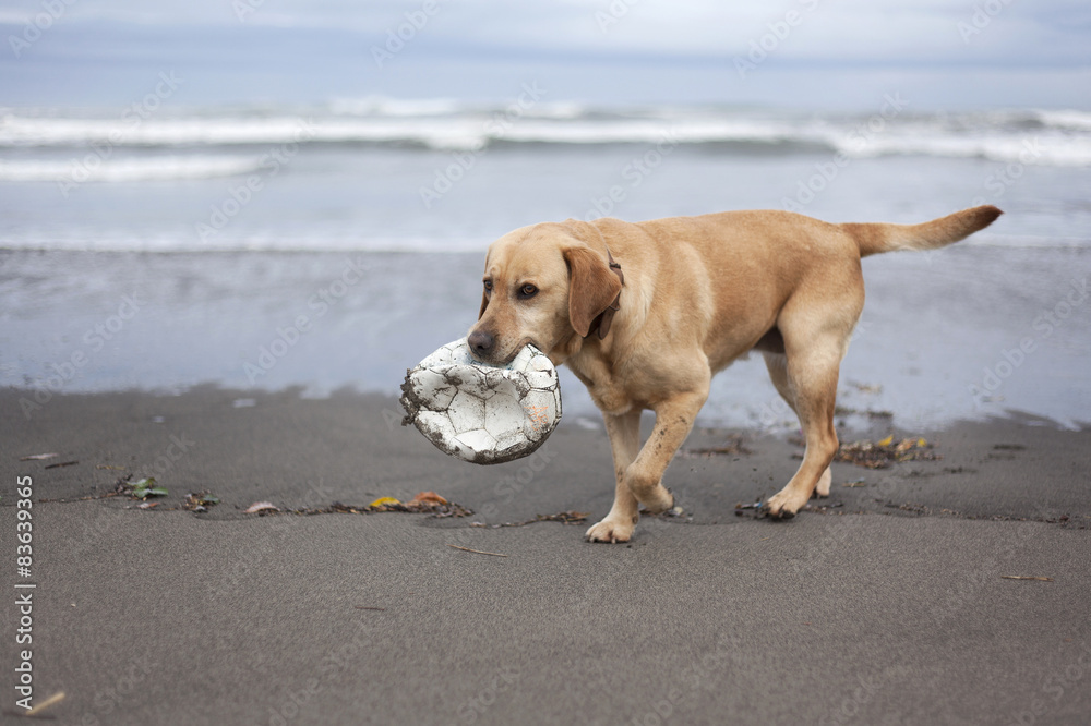 Perro Labrador paseando por la playa con balón en la boca