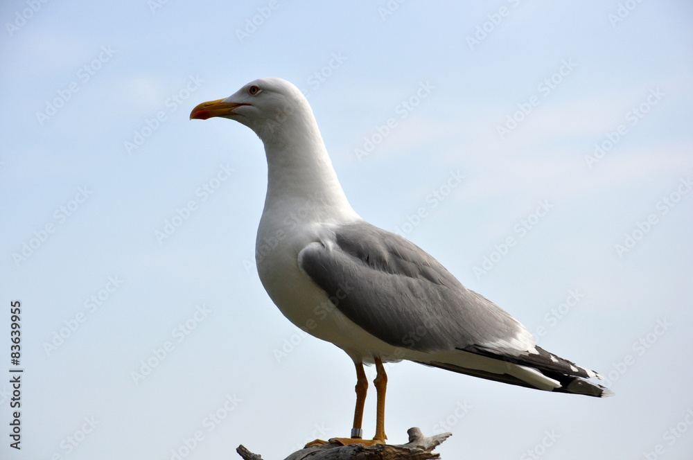 Fototapeta premium Gabbiano bianco e grigio