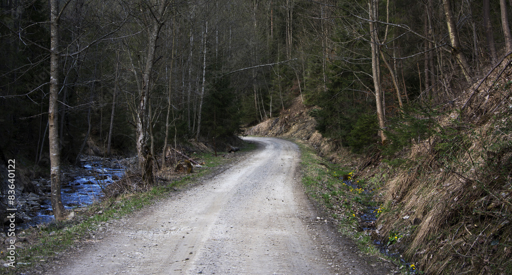 Fototapeta premium road in forest