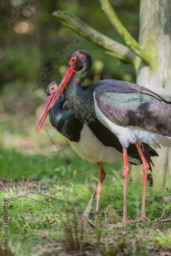 pair of black storks - Ciconia nigra