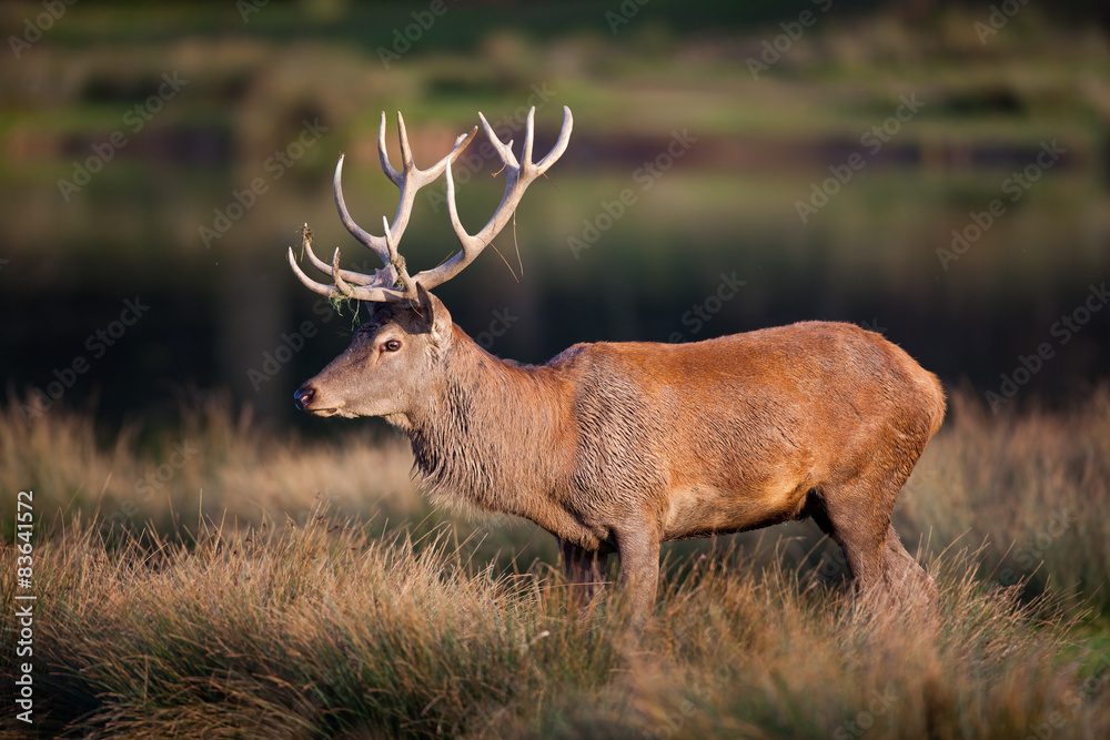 Fototapeta premium cerf profil