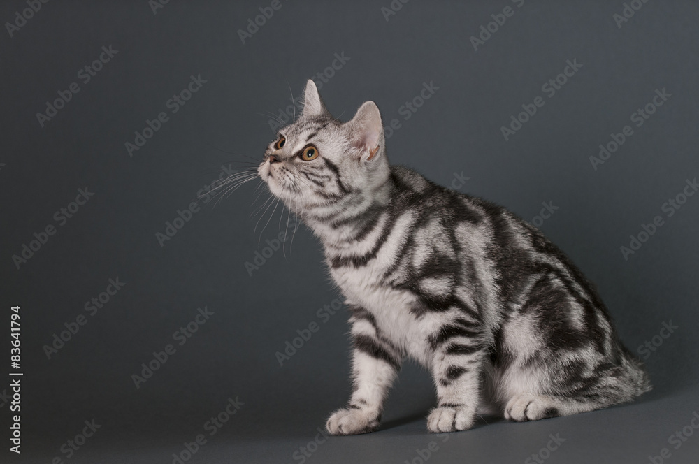 Obraz premium British Shorthair kitten