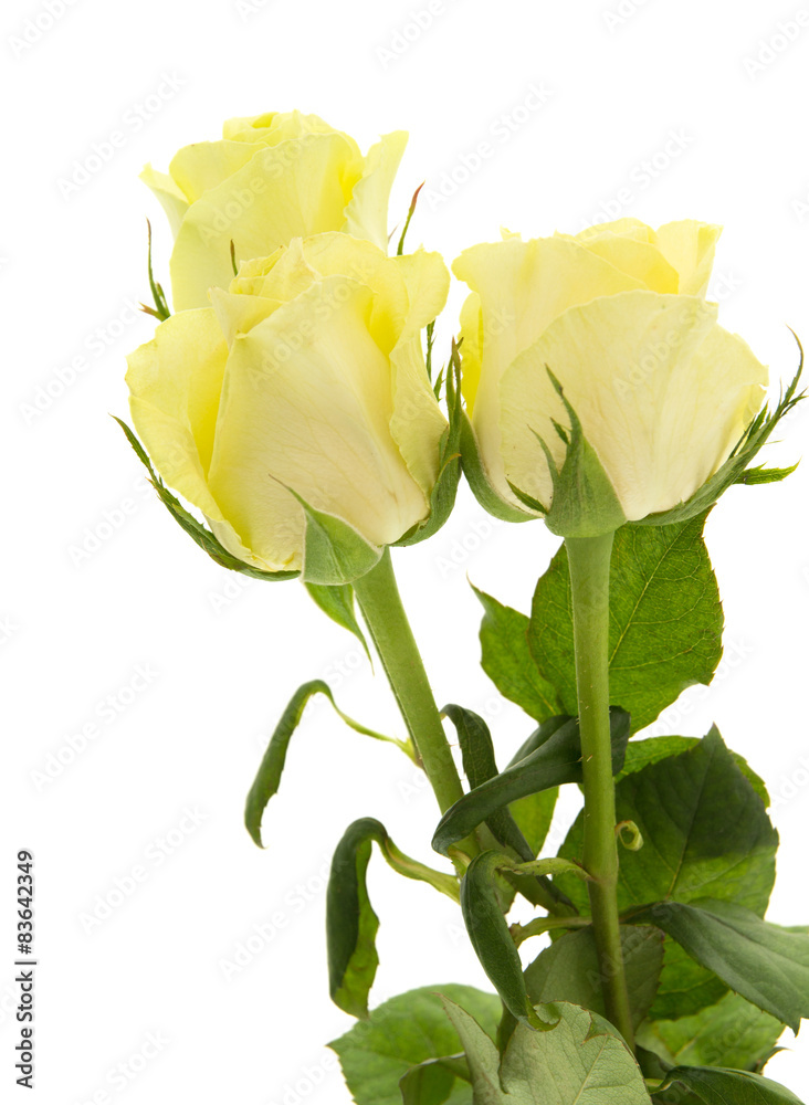 Obraz premium yellow-green rose