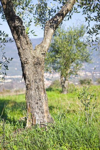 Detail of An olive tree in the Tuscany countryside