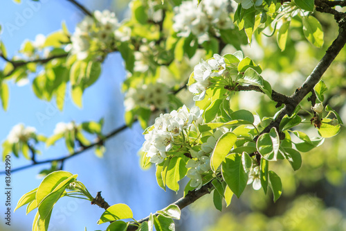 Pear-tree in spring season.