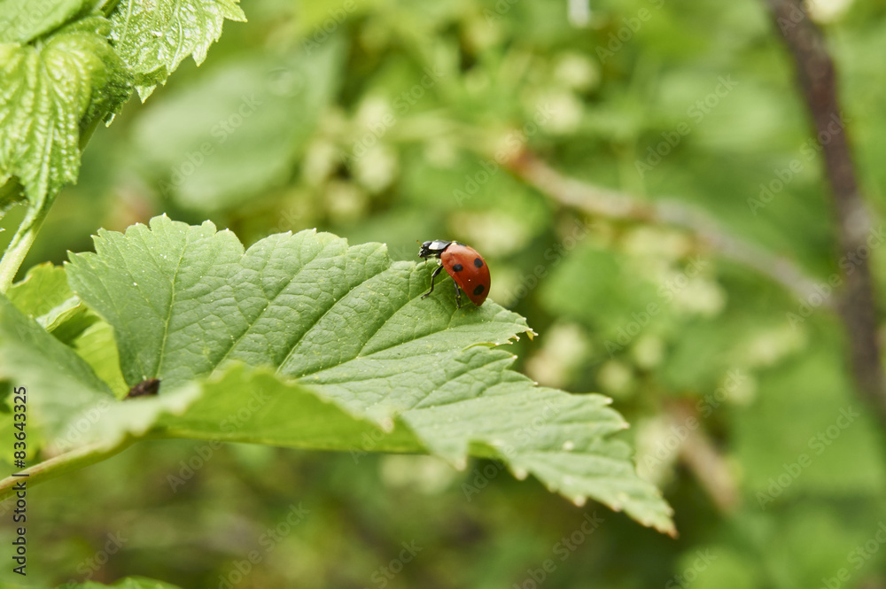 Божья коровка 