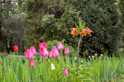 flowers and plants photo