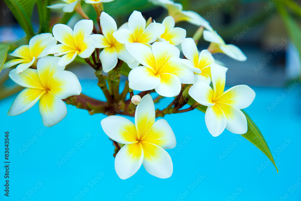 Frangipani flowers Frangipani flowers