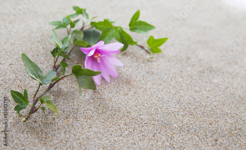 lierre et fleur rose sur le sable désertique