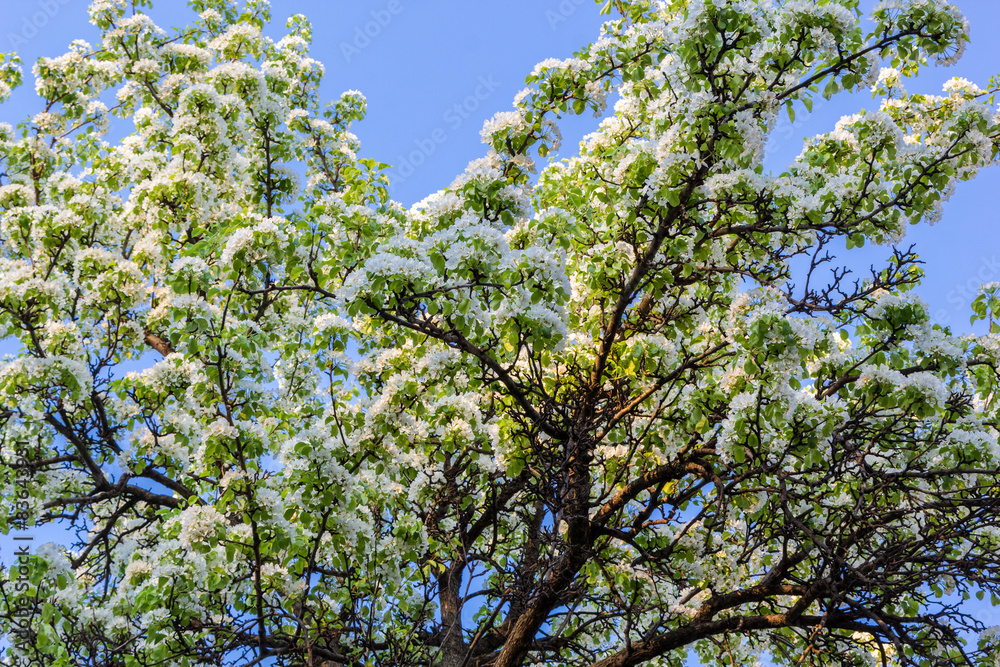 flowering fruit tree flowering fruit tree
