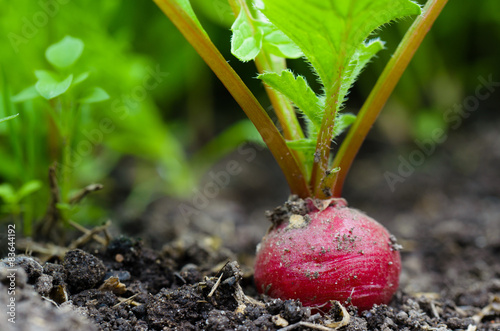 Radish in the ground
