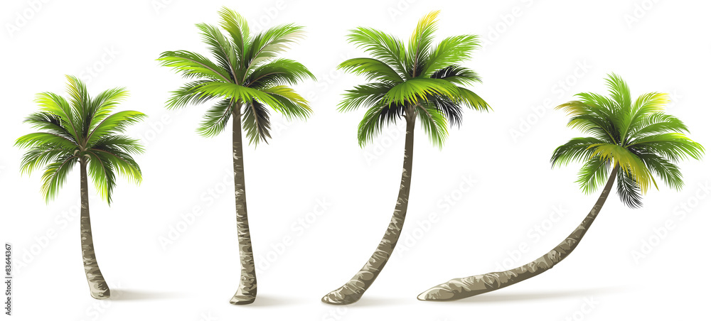Palm Trees - obrazy, fototapety, plakaty 