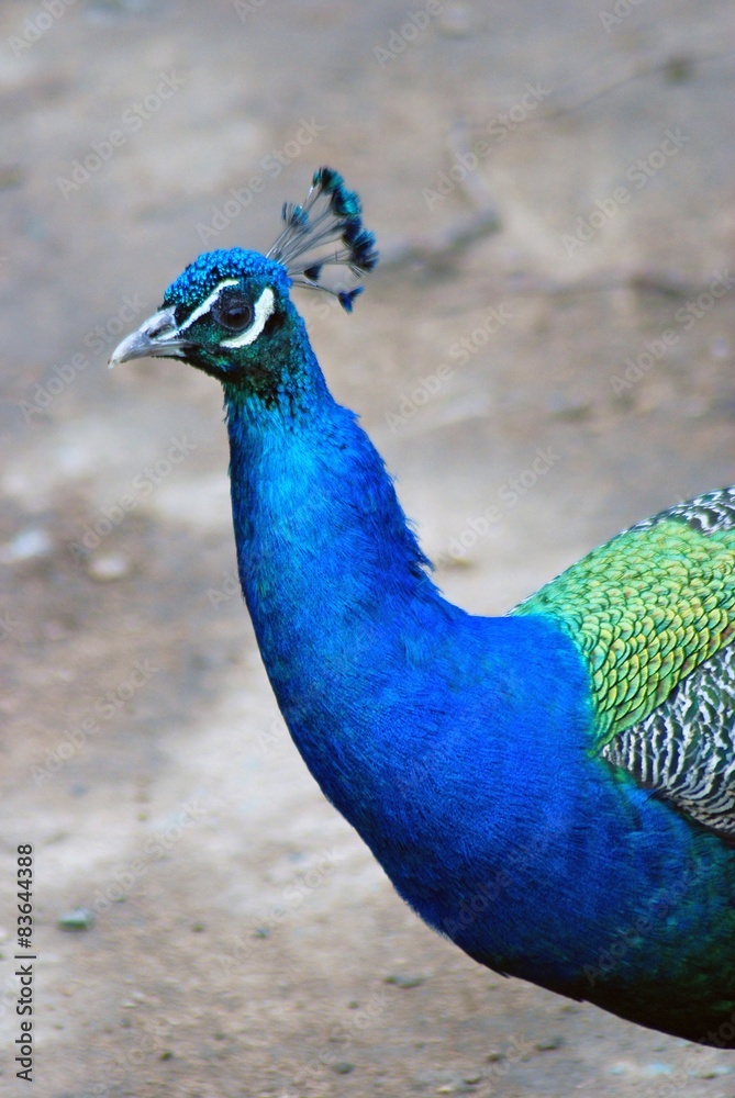 Fototapeta premium Peacock portrait.