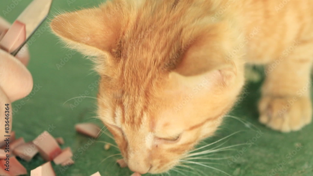 Mixed bred kitten eating pet food, closeup Mixed bred kitten eating pet food, closeup