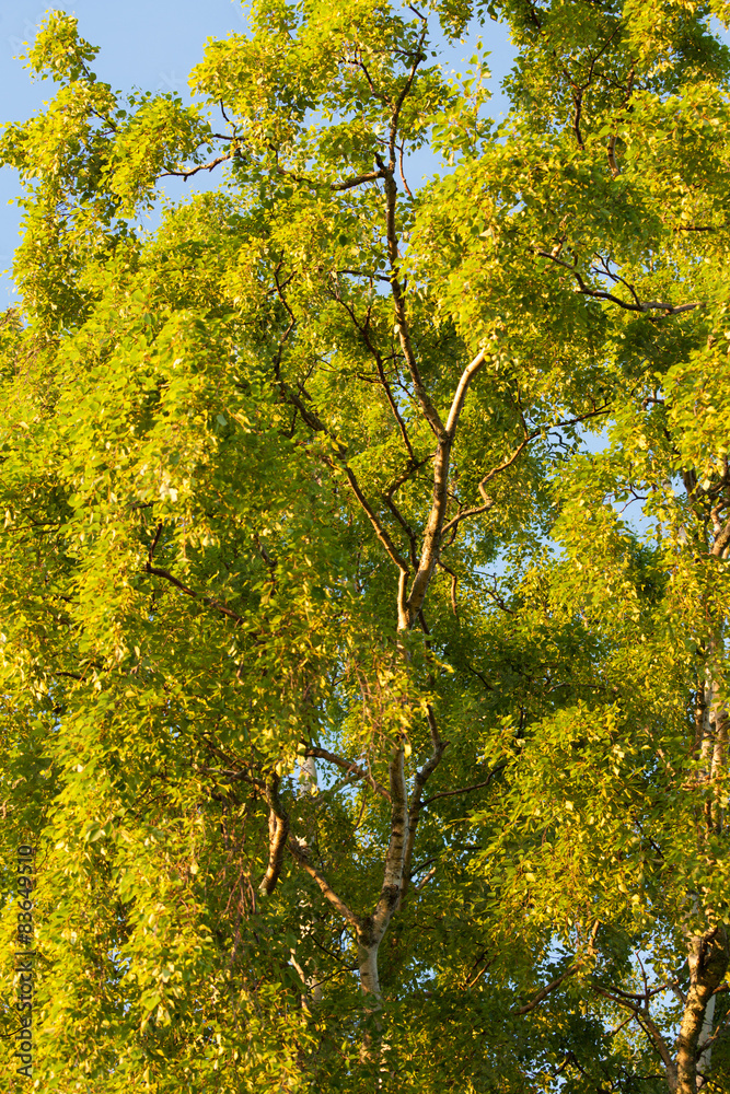 Fototapeta premium Birch tree foliage
