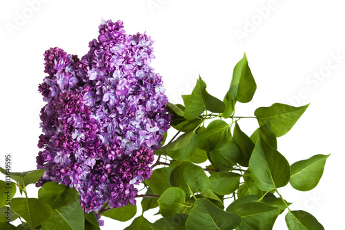 Lilac blossom on branch