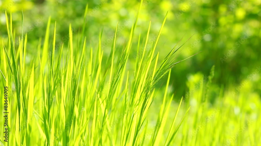 Wild grass backlit in the fields, closeup Wild grass backlit in the fields, closeup
