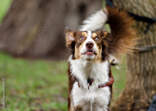 Funny border coollie dog laughs in summer © brusnikaphoto