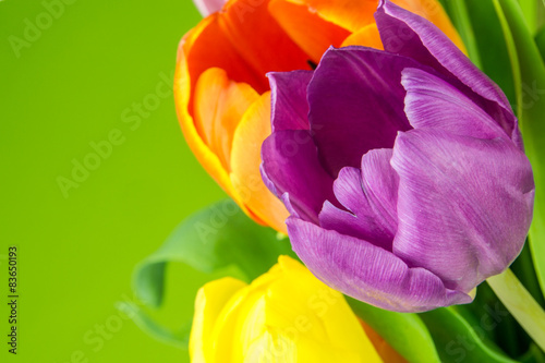 multicolored tulips on green background