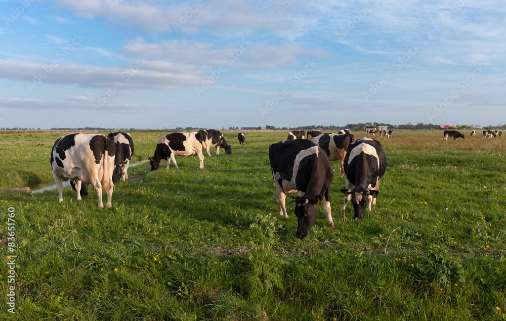Cows grazing in evening sun in dutch countryside Cows grazing in evening sun in dutch countryside