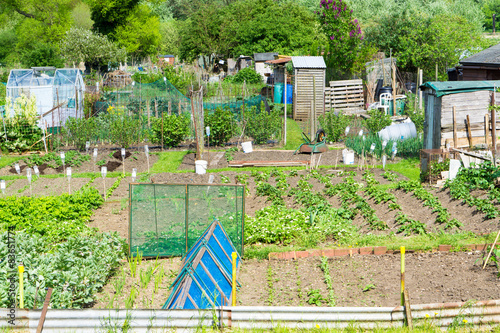 Communal allotments in Suffolk, England. photo