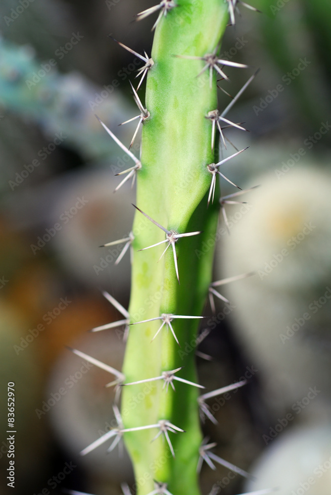 mini cactus from top view