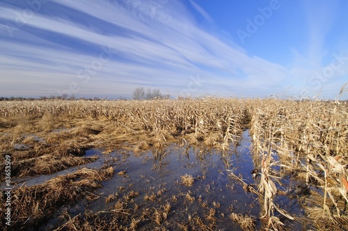 Fototapeta Naklejka Na Ścianę i Meble -  Flooded corn field