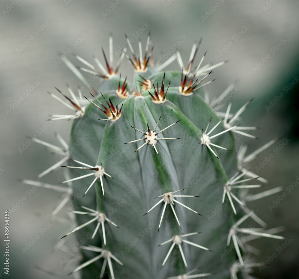 mini cactus from top view