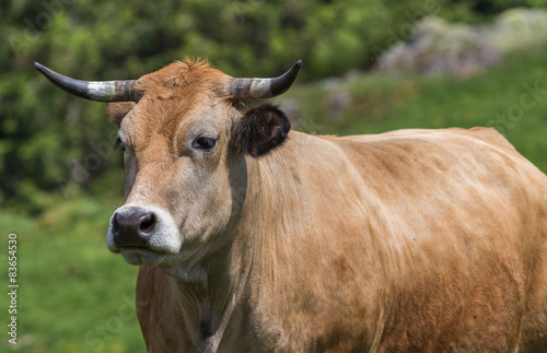 vache de race Aubrac © Olympixel