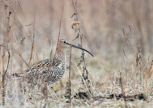 Eurasian curlew in the meadow photo