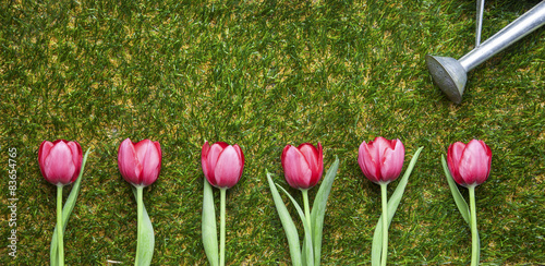 Fototapeta Naklejka Na Ścianę i Meble -  Tulpen auf Gras, Reihe, Giesskanne, Textfreiraum