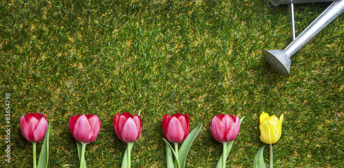 Fototapeta Naklejka Na Ścianę i Meble -  Tulpen auf Gras, Reihe, Giesskanne, pink, gelbe Tulpe