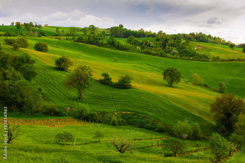 Paesaggio collinare rurale nella regione Marche Paesaggio collinare rurale nella regione Marche