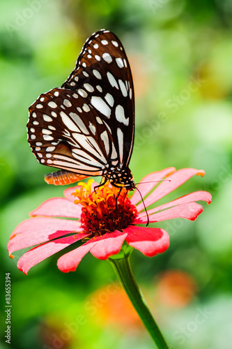 Thailand butterfly on colorful flower north of thailand. © tuephoto