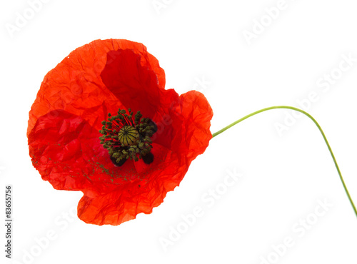 Fototapeta Naklejka Na Ścianę i Meble -  bright red poppy