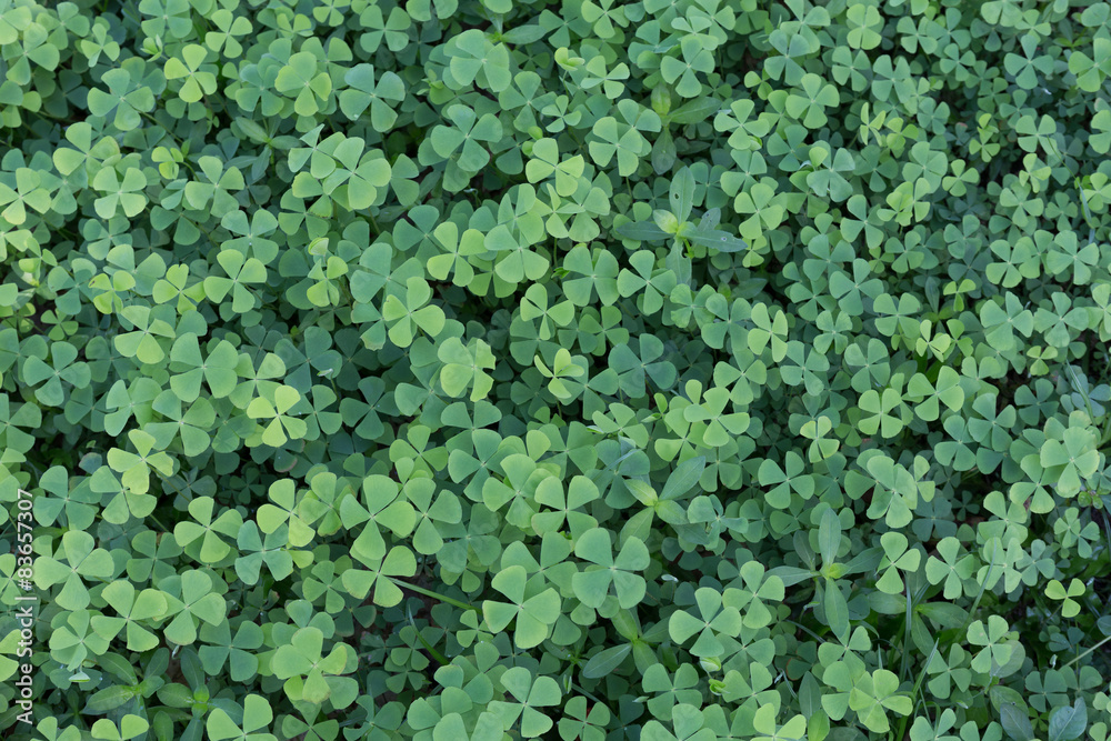 Four leaf clover Four leaf clover
