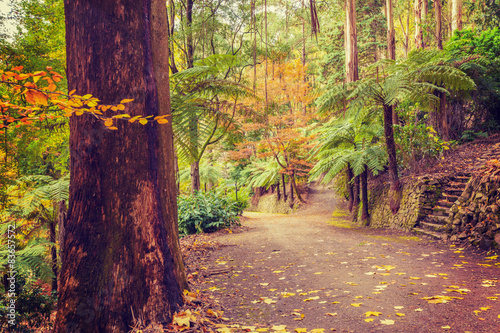 Footpath intersection in a tropical forest in Fall photo