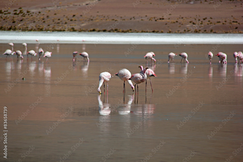 Fototapeta premium Розовый фламинго, Боливия