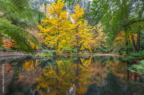 Fototapeta Naklejka Na Ścianę i Meble -  Tranquil settings of a pond and trees in Fall
