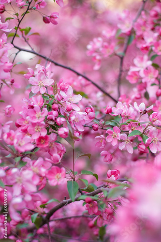 Blooming apple tree 