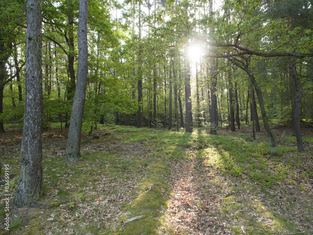 Fototapeta premium Sunny morning in the forest