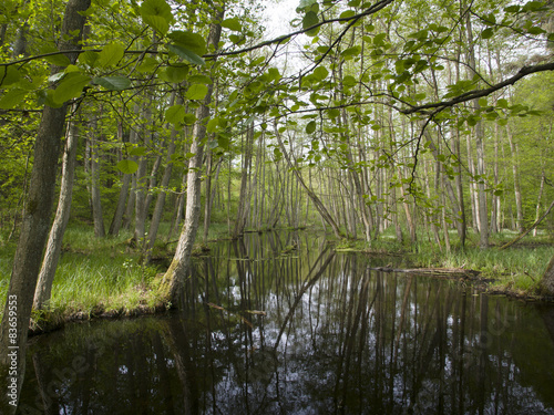 a river in forest