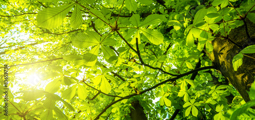 Sun shining through chestnut leaves