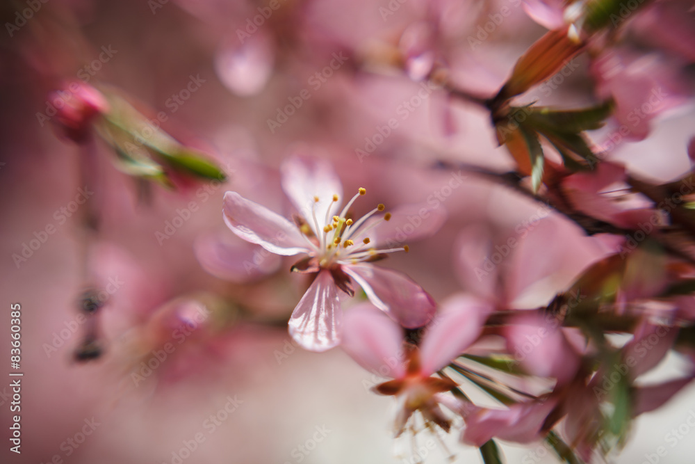 The almond tree pink flower close-up with branch