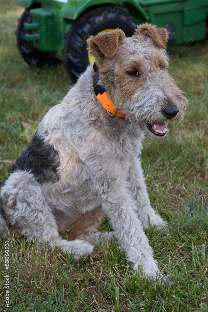 Fox Terrier on the grass in a garden waiting