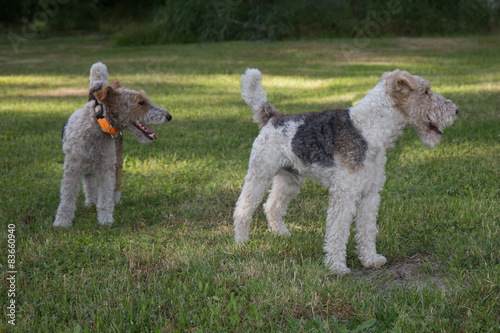 Two Fox Terrier on the grass in a garden waiting