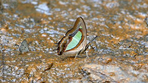 The Indian Yellow Nawab (Polyura jalysus) . photo