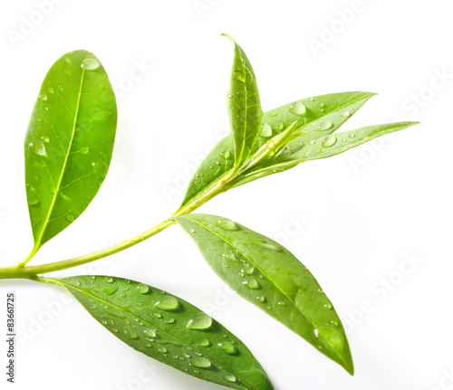 Tea tree (Thea sinensis).